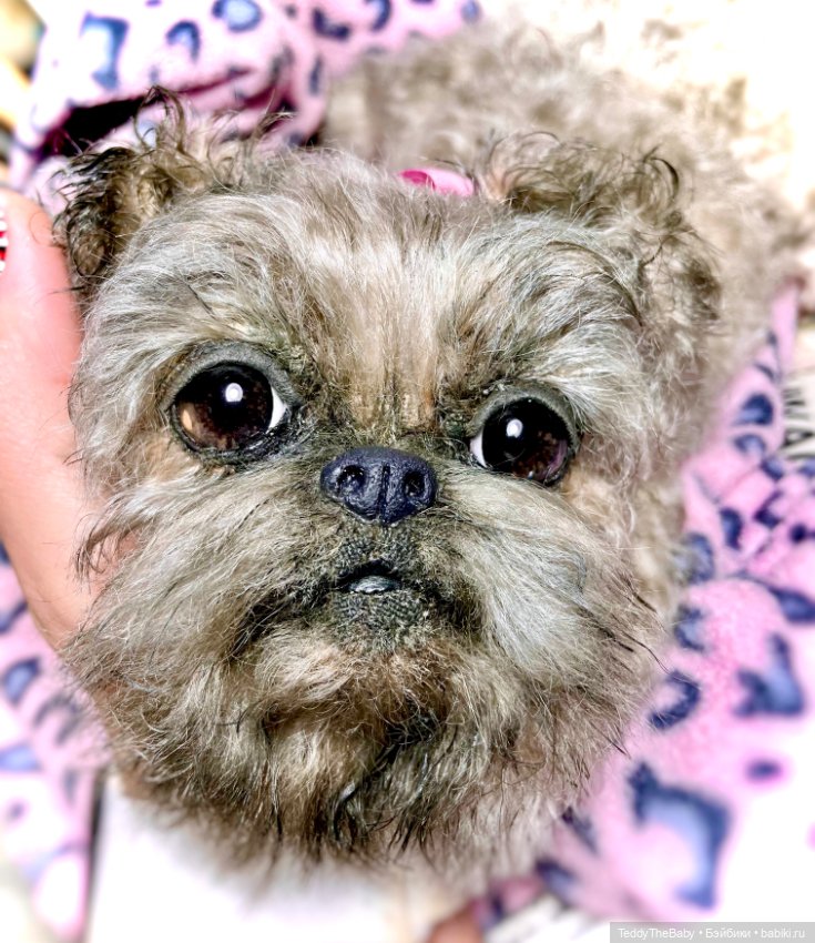 Blondie🐾 — Реалистичные игрушки и звери (Натюр): собаки