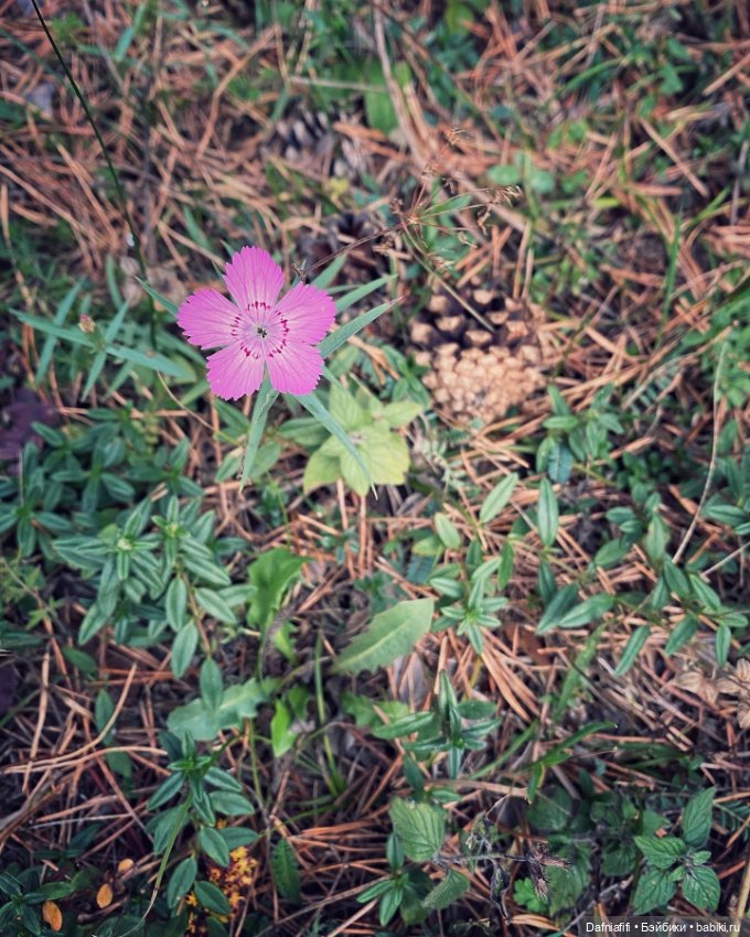 Стрекозка Русе — Домашние фото авторских кукол: личные коллекции