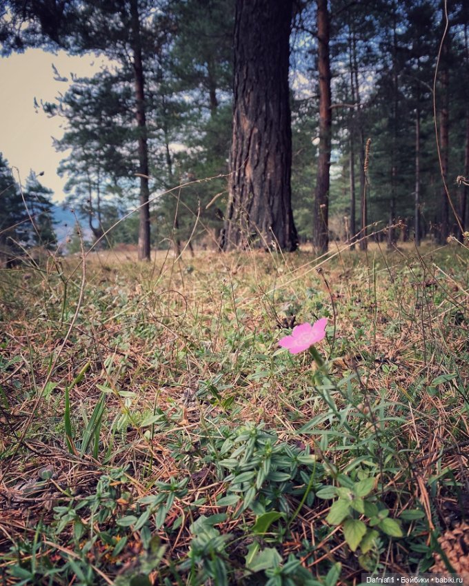 Стрекозка Русе — Домашние фото авторских кукол: личные коллекции