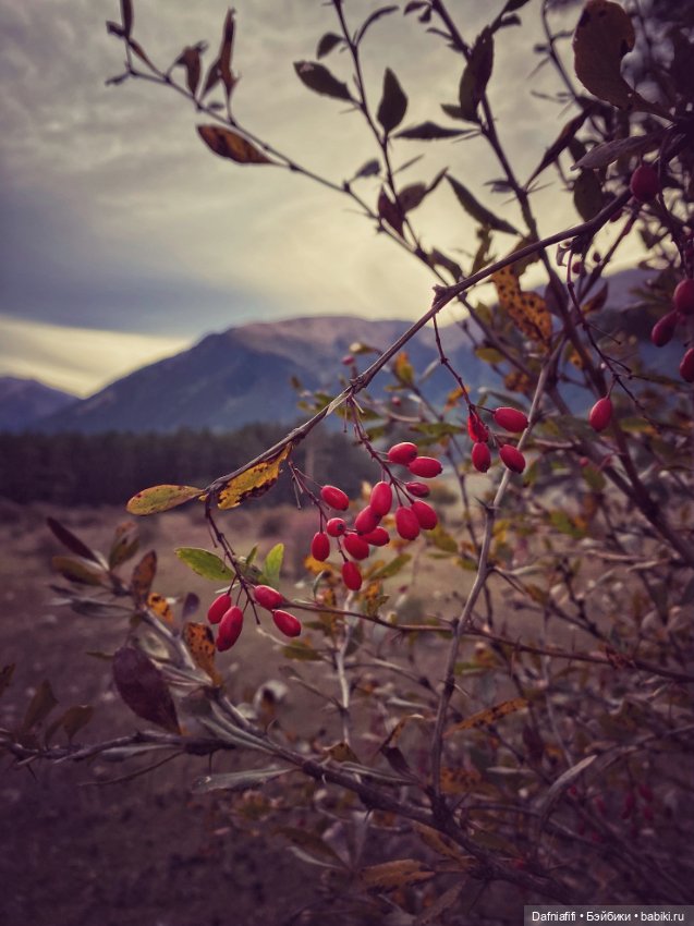 Стрекозка Русе — Домашние фото авторских кукол: личные коллекции