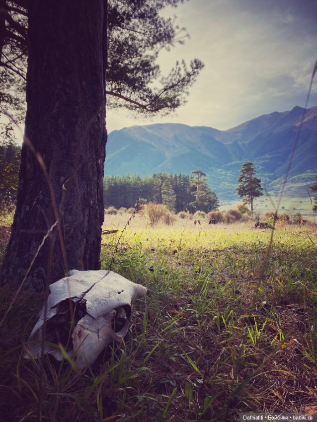 Стрекозка Русе — Домашние фото авторских кукол: личные коллекции