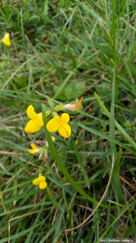 Кукла Лив (Liv) на прогулке (фото 6)