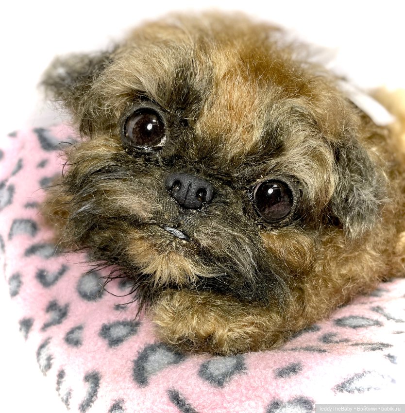 Yeti 🐶 — Реалистичные игрушки и звери (Натюр): собаки