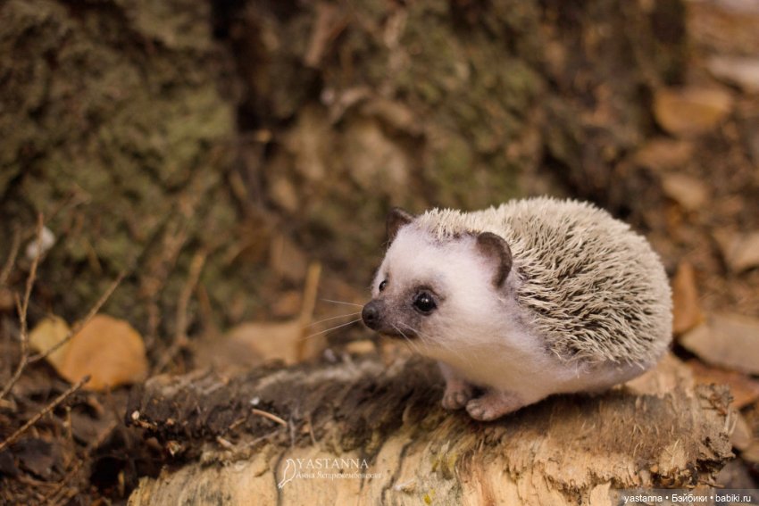 Валяные игрушки из шерсти: сухое валяние (фото 10)