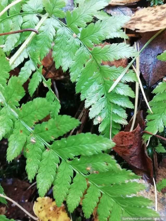 Apo frog Маркус и Малыш Лу. Осень. Лес. Айда по грибы