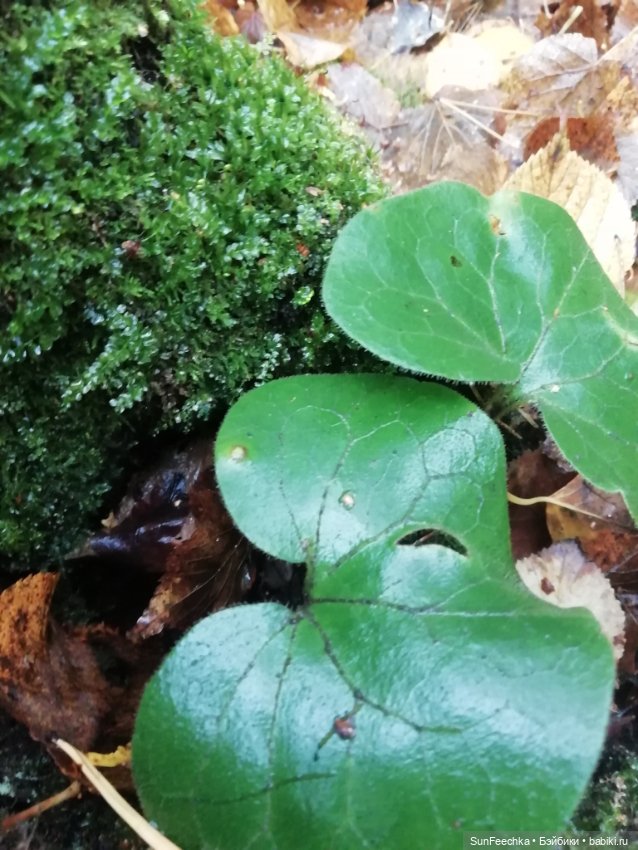 Apo frog Маркус и Малыш Лу. Осень. Лес. Айда по грибы