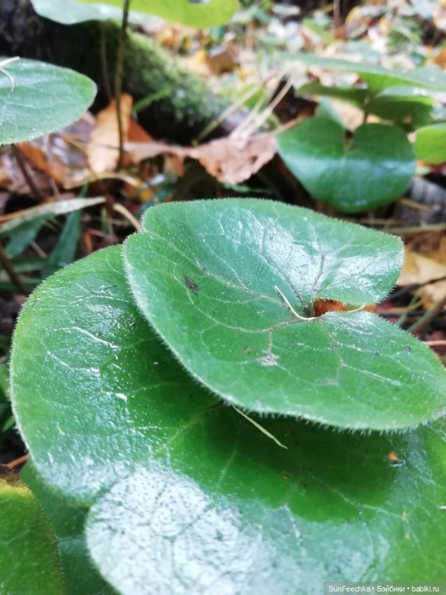 Apo frog Маркус и Малыш Лу. Осень. Лес. Айда по грибы