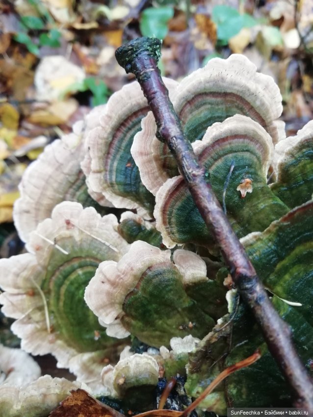 Apo frog Маркус и Малыш Лу. Осень. Лес. Айда по грибы (фото 8)