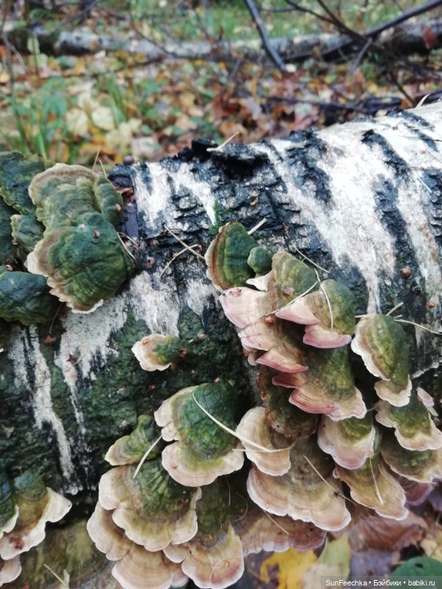 Apo frog Маркус и Малыш Лу. Осень. Лес. Айда по грибы (фото 9)