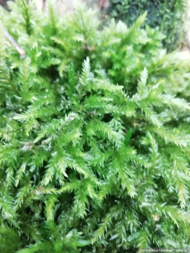 Apo frog Маркус и Малыш Лу. Осень. Лес. Айда по грибы