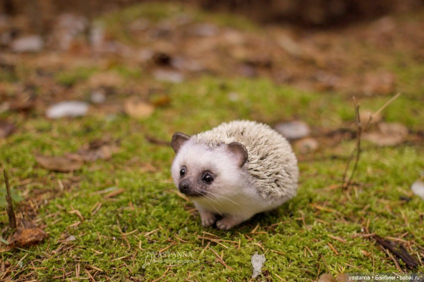 Валяные игрушки из шерсти: сухое валяние