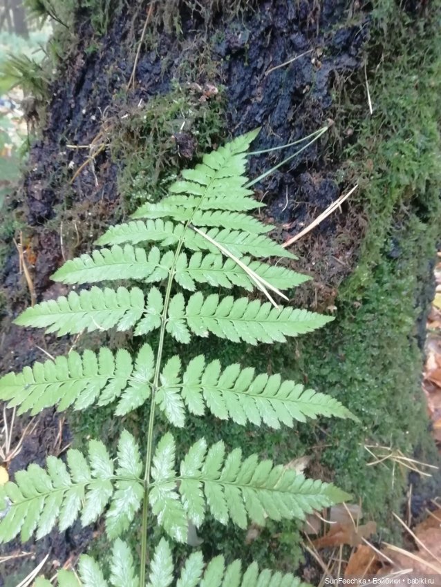 Apo frog Маркус и Малыш Лу. Осень. Лес. Айда по грибы