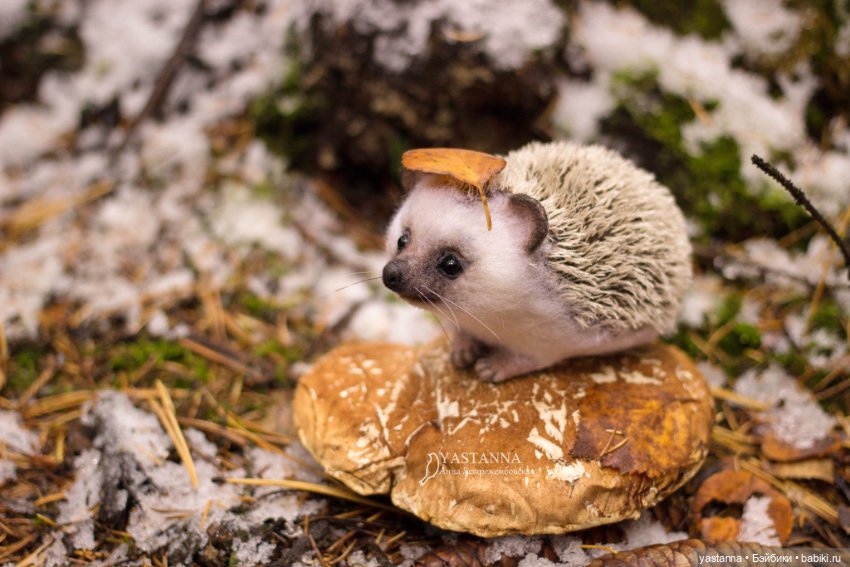 Валяные игрушки из шерсти: сухое валяние (фото 5)