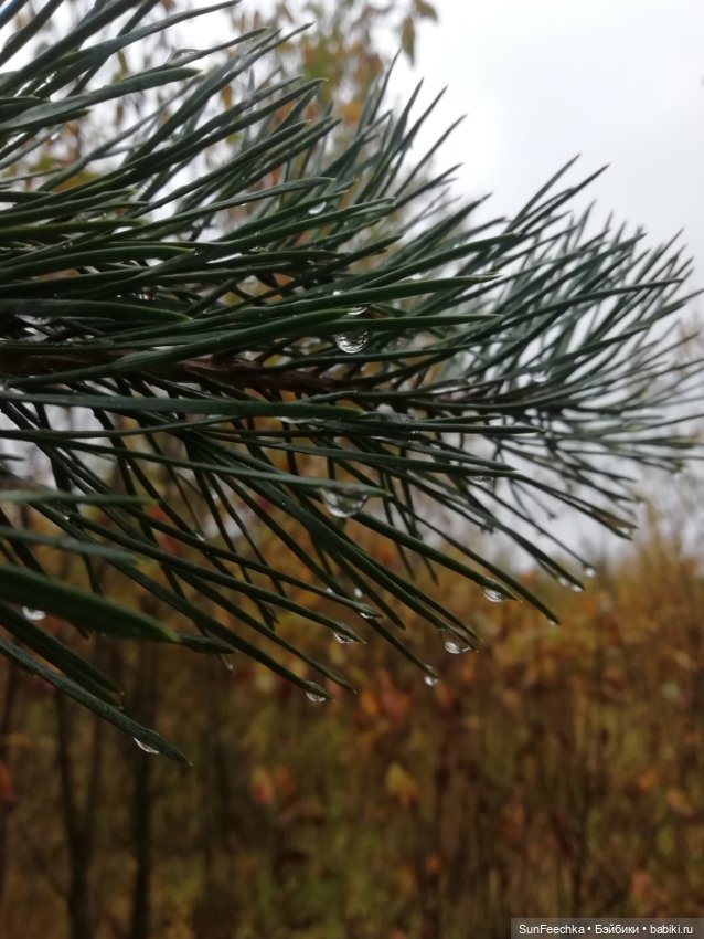 Apo frog Маркус и Малыш Лу. Осень. Лес. Айда по грибы