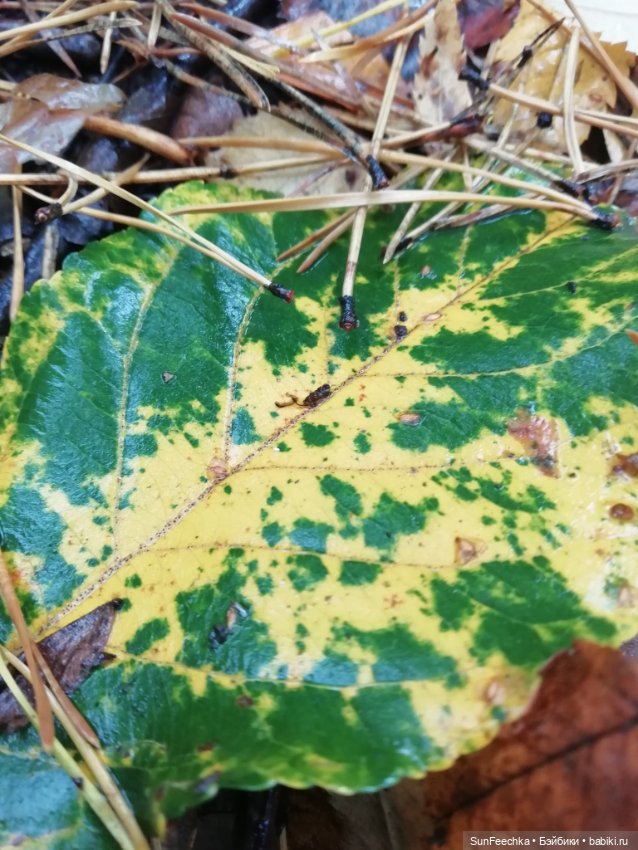 Apo frog Маркус и Малыш Лу. Осень. Лес. Айда по грибы