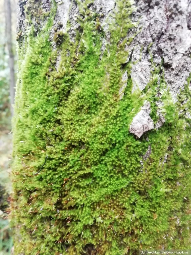 Apo frog Маркус и Малыш Лу. Осень. Лес. Айда по грибы