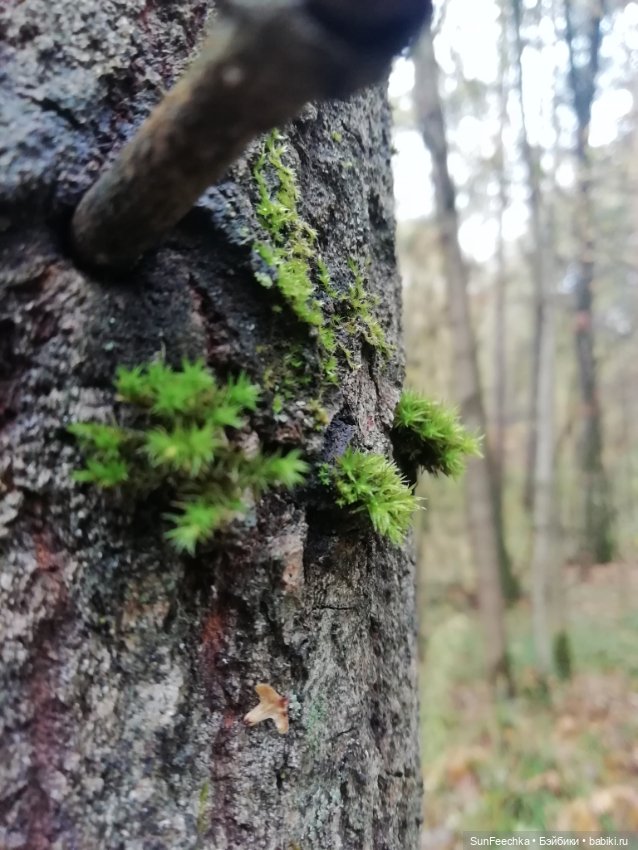 Apo frog Маркус и Малыш Лу. Осень. Лес. Айда по грибы