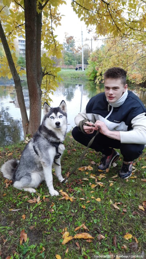 Новая работа щенок Бигля по выкройке любимой Клэр Гарланд