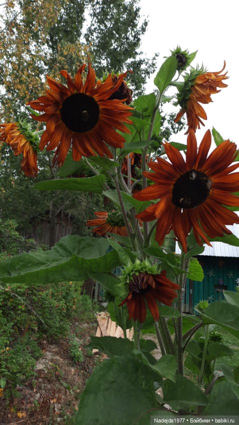 Ещё мои работы по выкройкам Клэр Гарланд