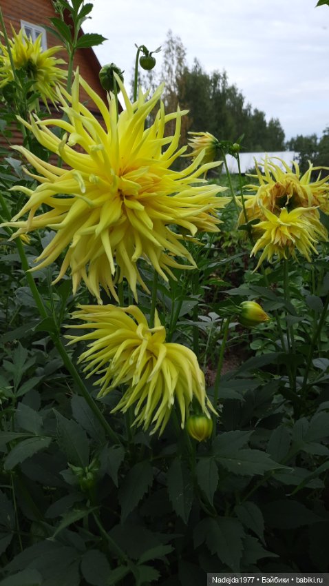 Ещё мои работы по выкройкам Клэр Гарланд