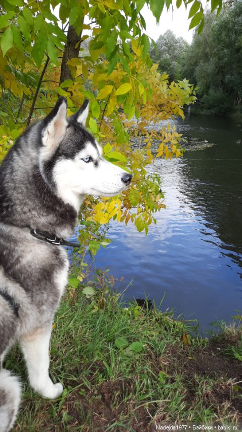 Новая работа щенок Бигля по выкройке любимой Клэр Гарланд