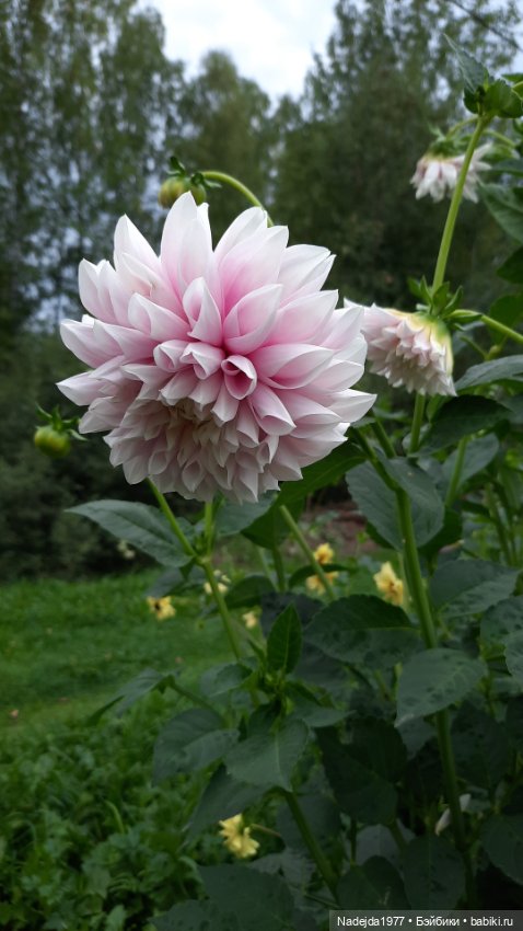 Ещё мои работы по выкройкам Клэр Гарланд