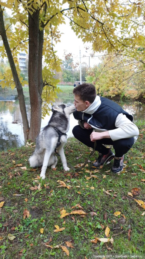 Новая работа щенок Бигля по выкройке любимой Клэр Гарланд