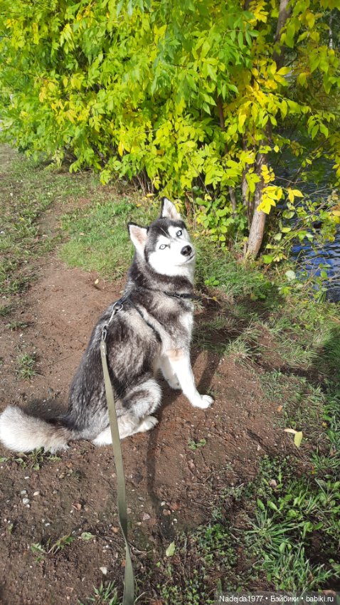 Новая работа щенок Бигля по выкройке любимой Клэр Гарланд