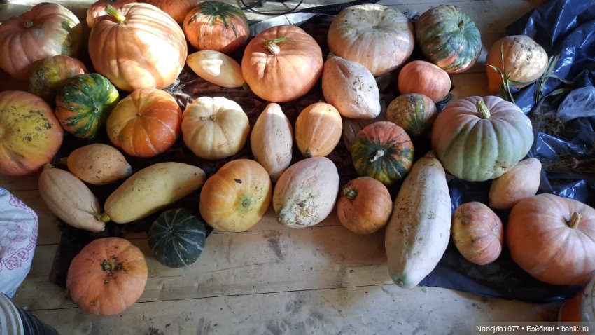 Ещё мои работы по выкройкам Клэр Гарланд