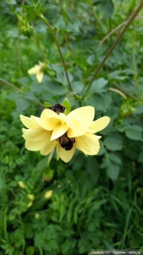 Ещё мои работы по выкройкам Клэр Гарланд