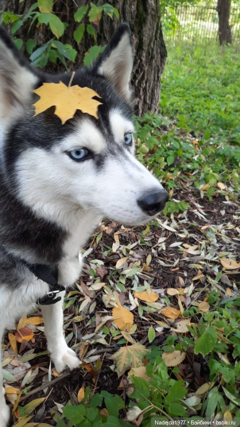 Новая работа щенок Бигля по выкройке любимой Клэр Гарланд