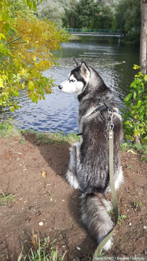 Новая работа щенок Бигля по выкройке любимой Клэр Гарланд