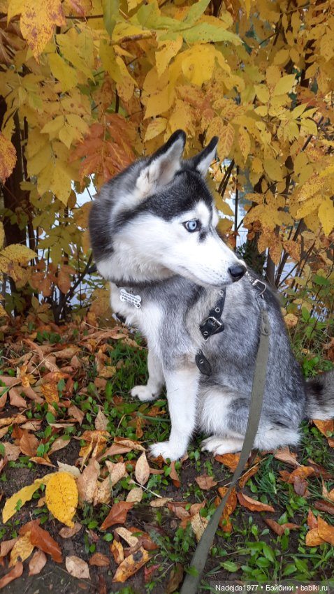 Новая работа щенок Бигля по выкройке любимой Клэр Гарланд