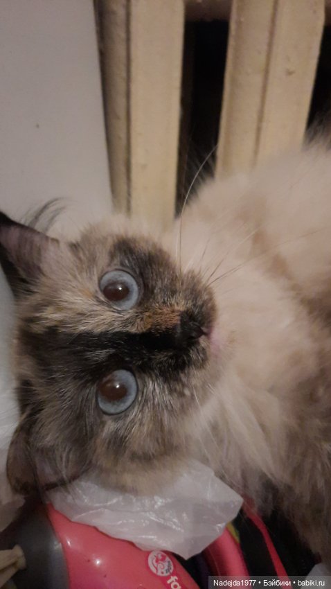 Новая работа щенок Бигля по выкройке любимой Клэр Гарланд