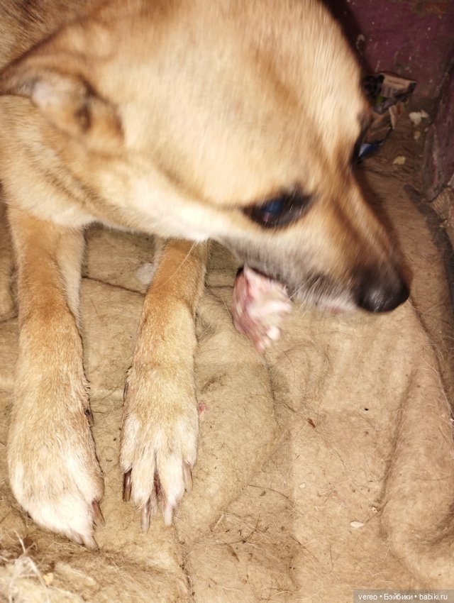 Мила, ну как без неё. Начало показа других моих любимиц