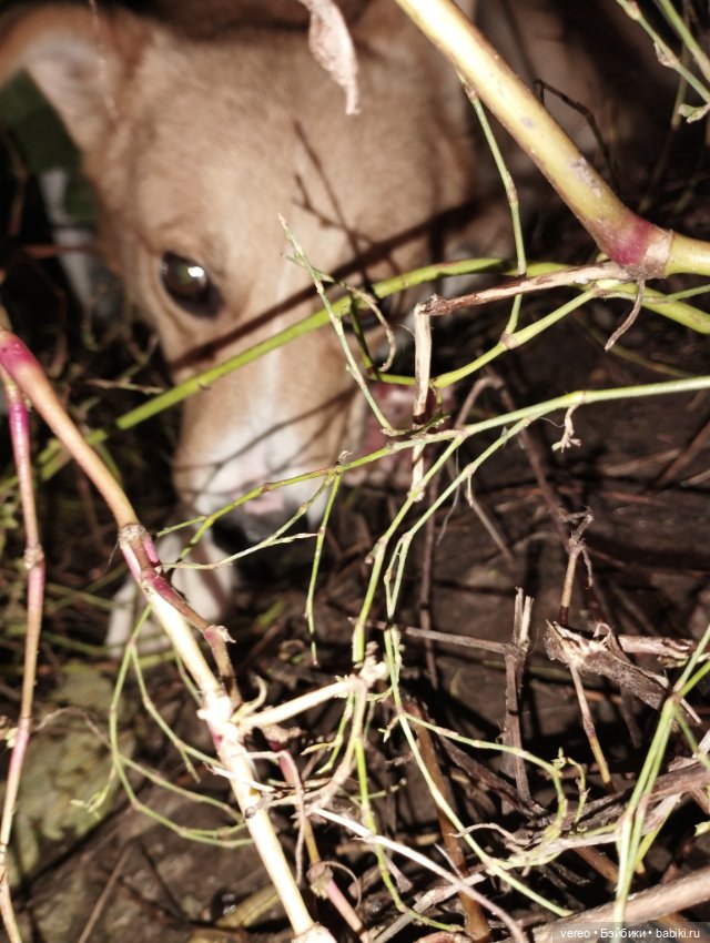 Мила, ну как без неё. Начало показа других моих любимиц