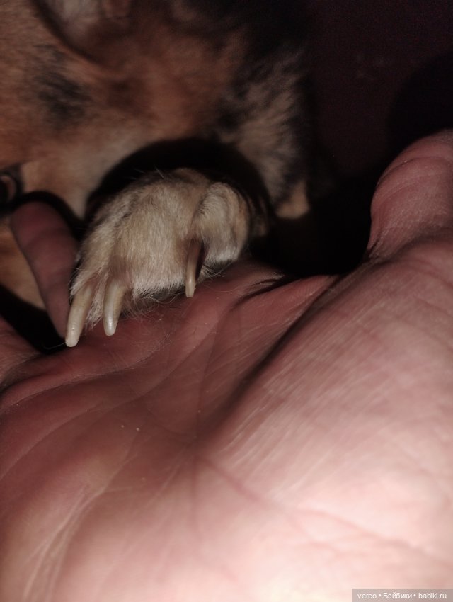 Мила, ну как без неё. Начало показа других моих любимиц