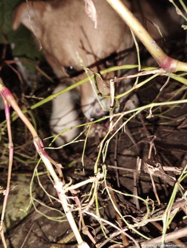 Мила, ну как без неё. Начало показа других моих любимиц