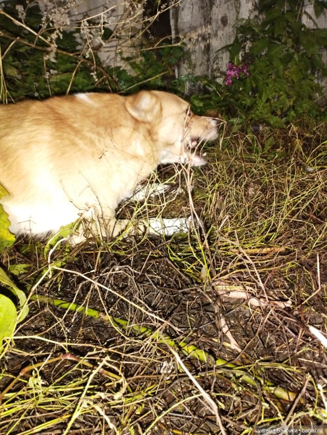 Мила, ну как без неё. Начало показа других моих любимиц