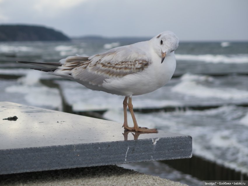 Первое утро поездки на Балтике (фото 7)