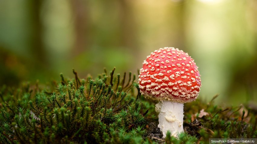 Мини-коллекция джемперов "Луга и леса"