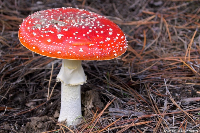 Мини-коллекция джемперов "Луга и леса" (фото 10)