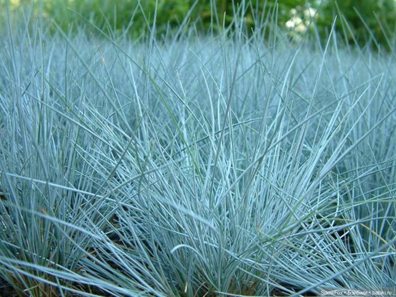 Мини-коллекция джемперов "Луга и леса" (фото 4)