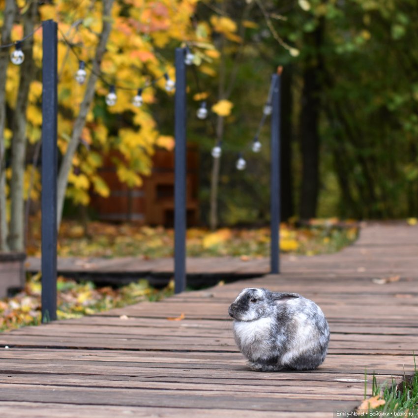 Осенний уют — Домашние коллекции кукол: фото собраний