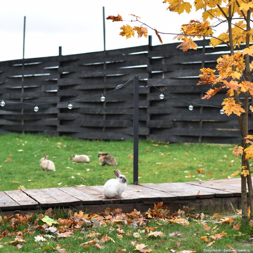 Осенний уют — Домашние коллекции кукол: фото собраний