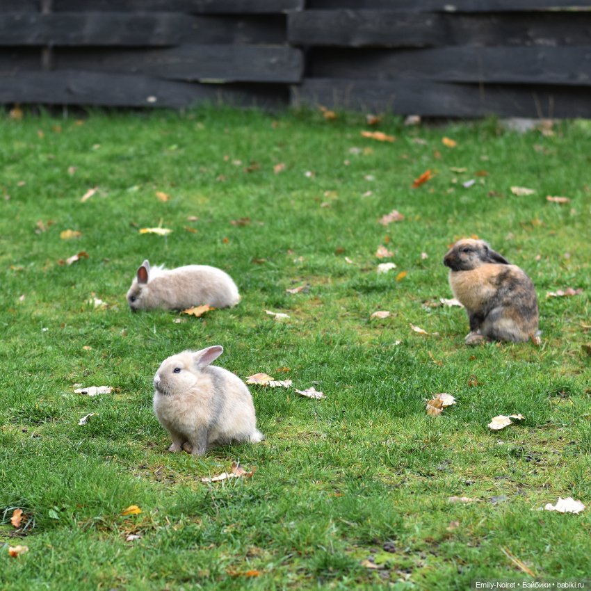 Осенний уют — Домашние коллекции кукол: фото собраний