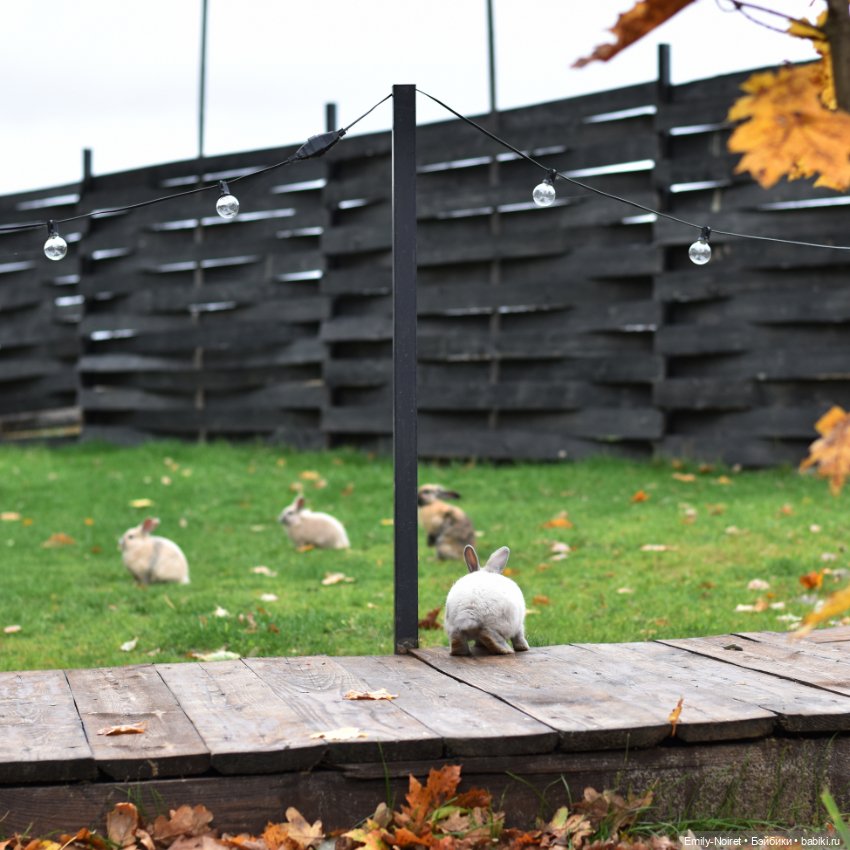Осенний уют — Домашние коллекции кукол: фото собраний