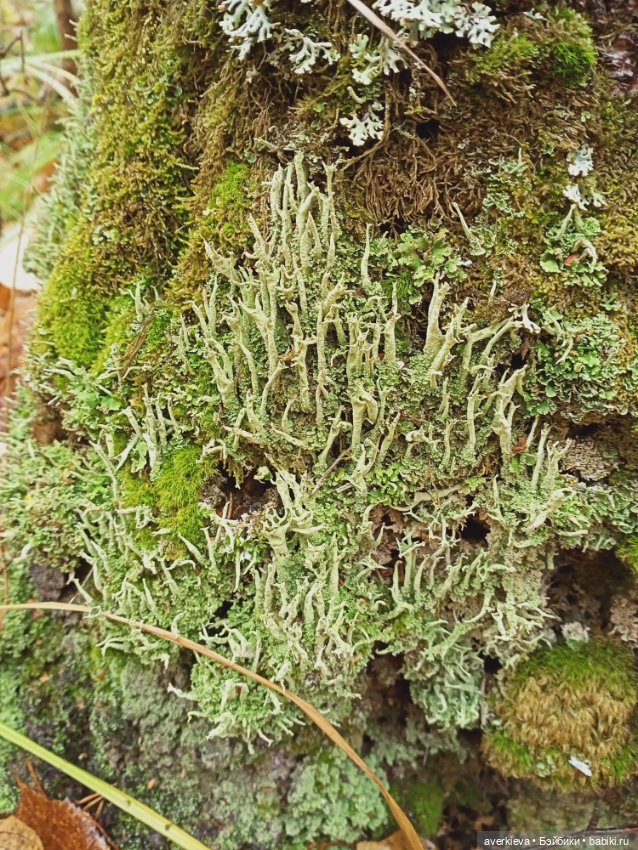 Осенние зарисовки...Дождливое (фото 4)