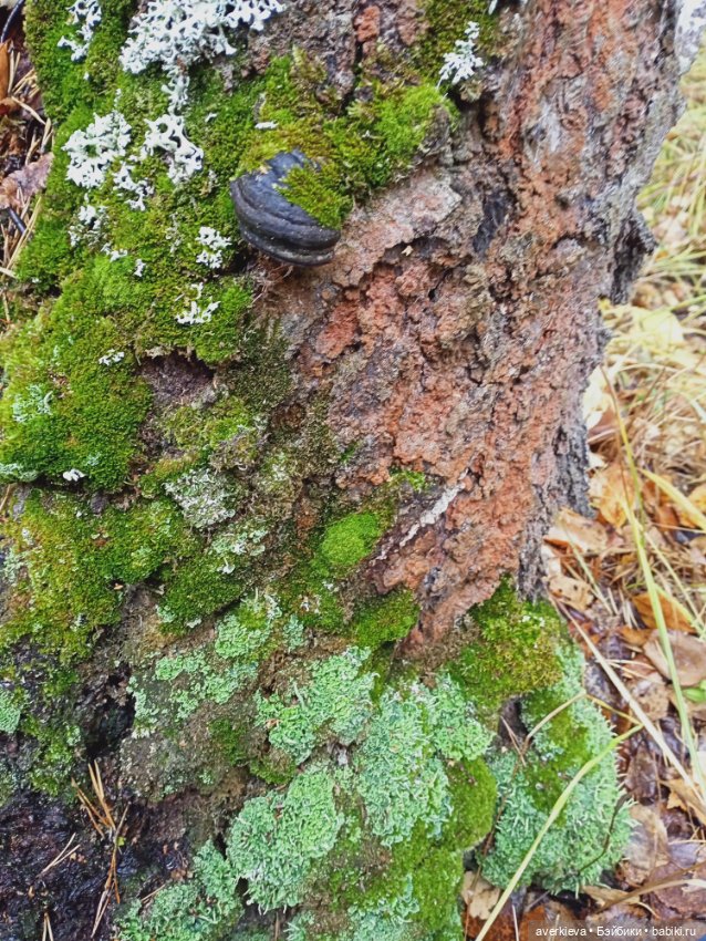 Осенние зарисовки...Дождливое (фото 6)