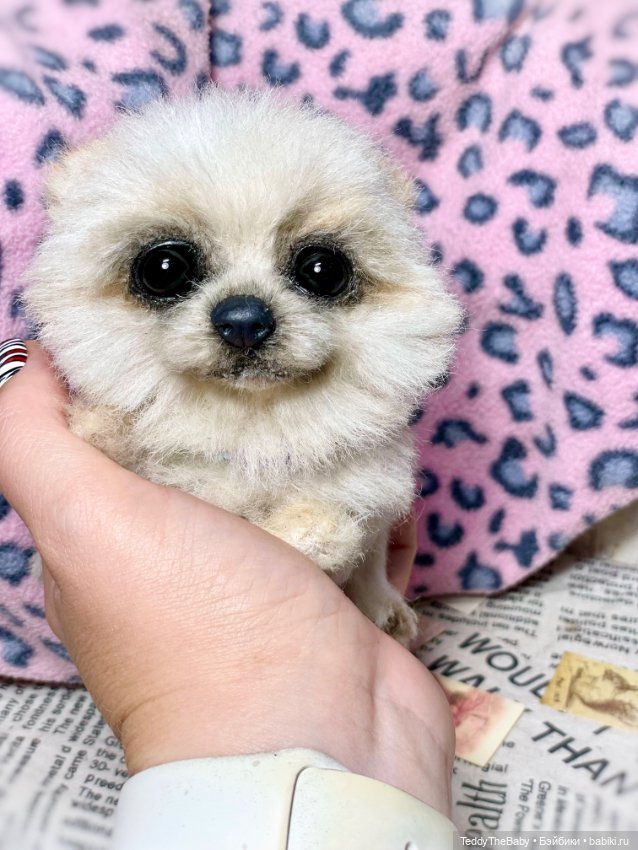 Olby 🐶 — Реалистичные игрушки и звери (Натюр): собаки (фото 10)